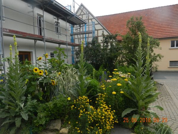 Eingerüstete Fassade des Hauses mit Pflanzen im Vordergrund