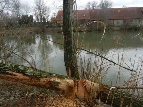 Baumstumpf eines Baumes am Rande des Dorfweihers mit Nagestellen des Bibers