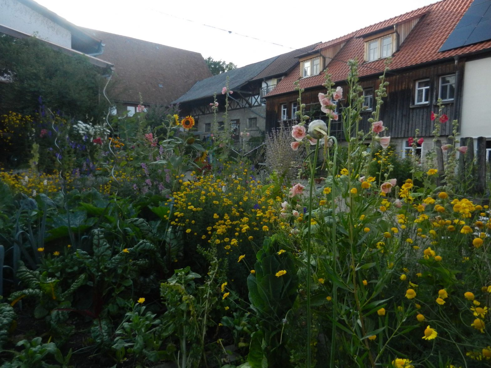 Üppige Blütenpracht des Bauerngartens mit Haus im Hintergrund